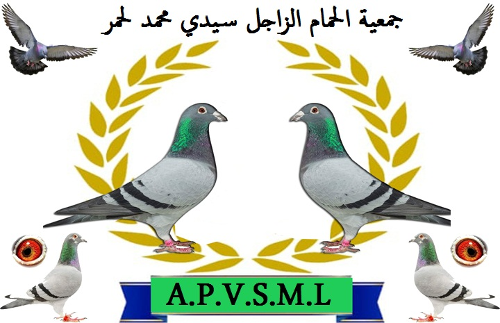 جمعية الحمام الزاجل سيدي محمد لحمر